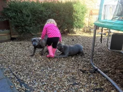 AmStaf bulteriér Štěňátka  s pp