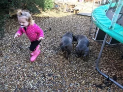 AmStaf bulteriér Štěňátka  s pp