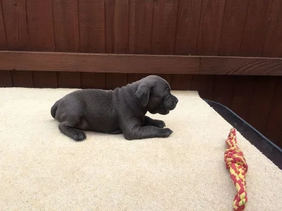 AmStaf bulteriér Štěňátka  s pp