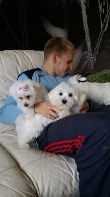 Boloňský psík na prodej S PP