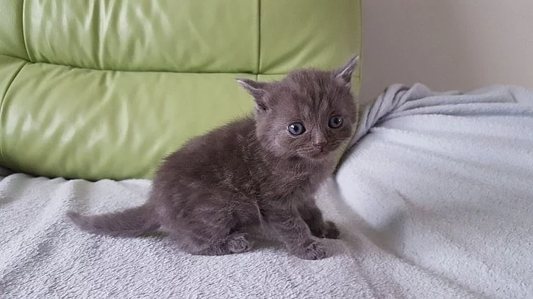 British-x-main-coon-koťata