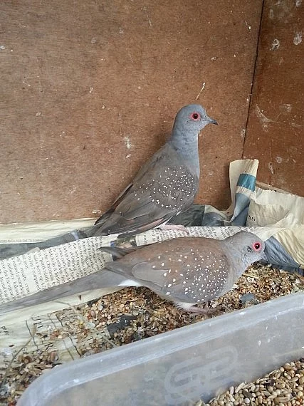 Diamond Doves