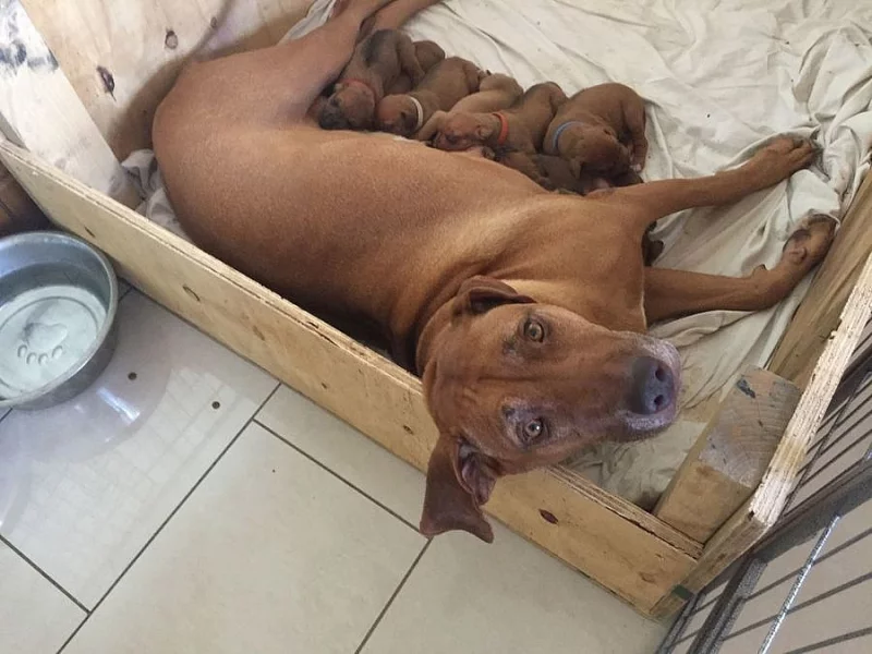 Rhodéský ridgeback štěňátka s PP