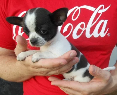 Čivava krátkosrstá