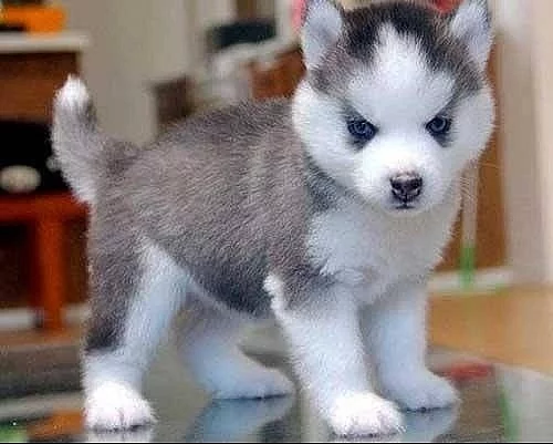 Šteňatá Sibírsky husky.
