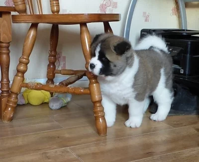 Dva Akita šteňa potrebuje novú rodinu