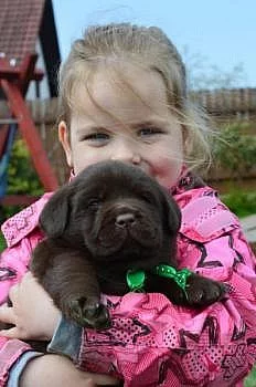 Labrador retriever na predaj s PP