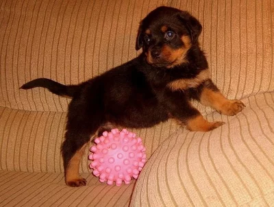 Rotvajler šteňatá pre voľné prijatie