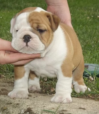 anglicky buldok s PP