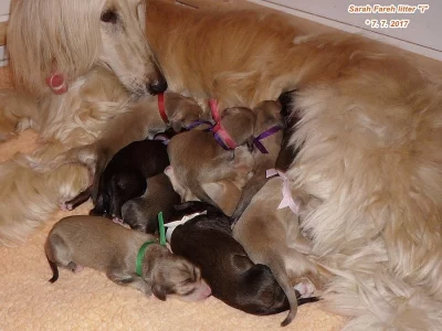 Afgánský chrt s PP, štěňátka 2017