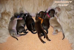 Afgánský chrt s PP, štěňátka 2017