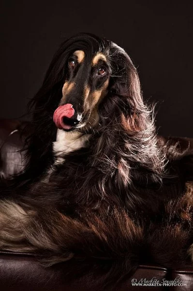 Afgánský chrt s PP, štěňátka 2017