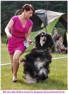 Afgánský chrt s PP, štěňátka 2017