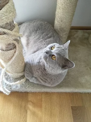 Britská lila kočička s PP