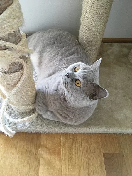 Britská lila kočička s PP