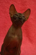 Don Sphynx kotata s PP