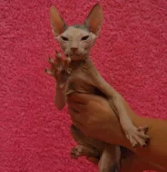 Don Sphynx kotata s PP