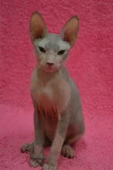 Don Sphynx kotata s PP
