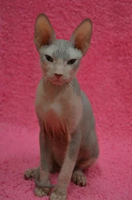 Don Sphynx kotata s PP