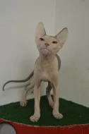 Don Sphynx kotata s PP