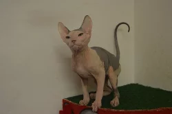 Don Sphynx kotata s PP