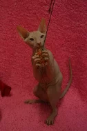 Don Sphynx kotata s PP