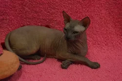 Don Sphynx kotata s PP