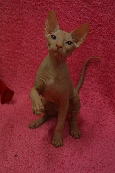 Don Sphynx kotata s PP