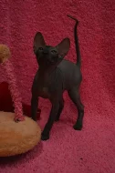 Don Sphynx kotata s PP