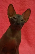Don Sphynx kotata s PP