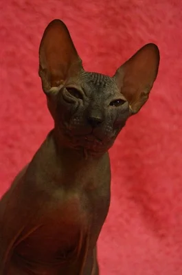 Don Sphynx kotata s PP