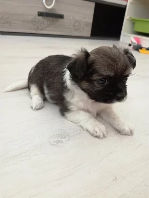 Civava - štěnátka