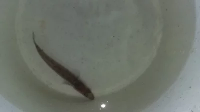 Prodám rozkrmený plůdek candata cca 11gram. 10 000 ks