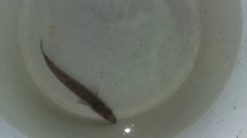 Prodám rozkrmený plůdek candata cca 11gram. 10 000 ks