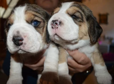 Pěkné a zdravé štěňátka beagle k dispozici