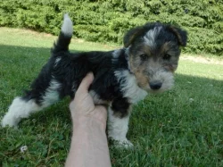 Štěňata foxterier drsnosrstý-pejsek