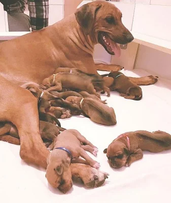 Rhodéský Ridgeback štěňata s PP