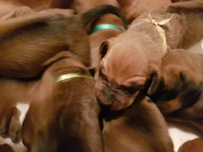 Rhodéský Ridgeback štěňata s PP