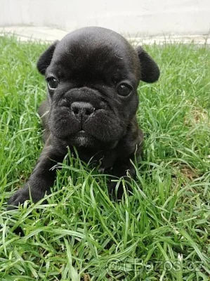 Francouzský buldoček