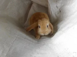 Prodám mláďata zakrslíků