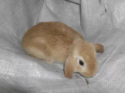 Prodám mláďata zakrslíků