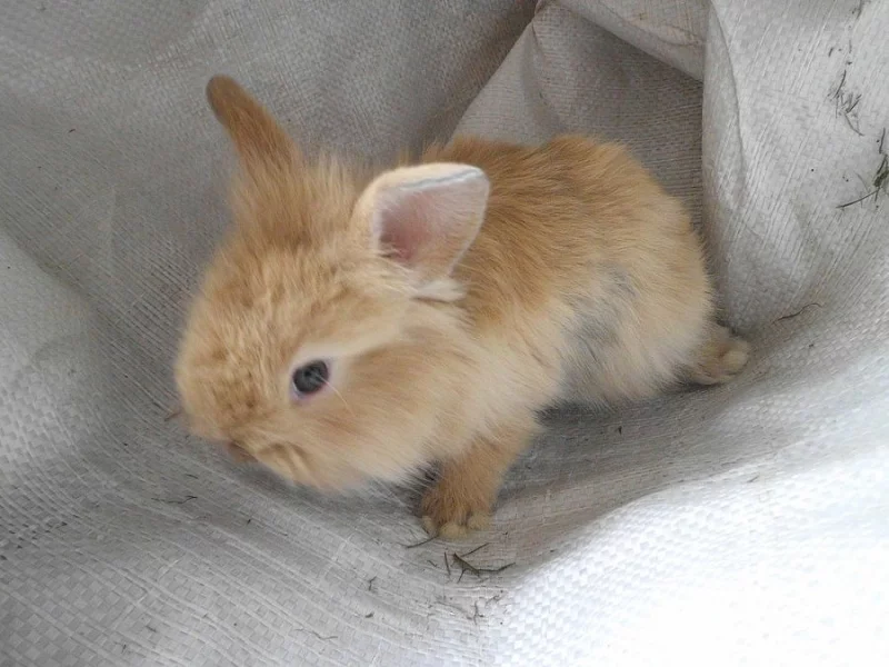 Prodám mláďata zakrslíků