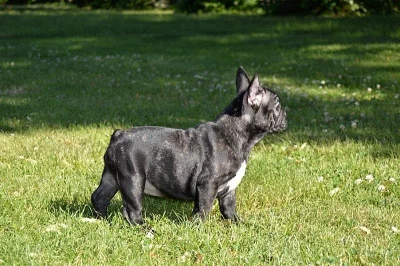 Francouzský buldoček - s průkazem původu