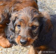 jezevčík trpasličí dlouhosrstý