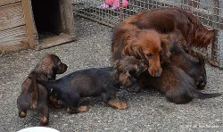 jezevčík trpasličí dlouhosrstý