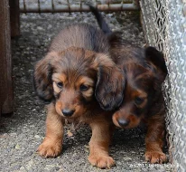 jezevčík trpasličí dlouhosrstý