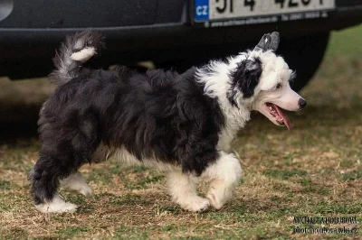 Čínský chocholatý pes