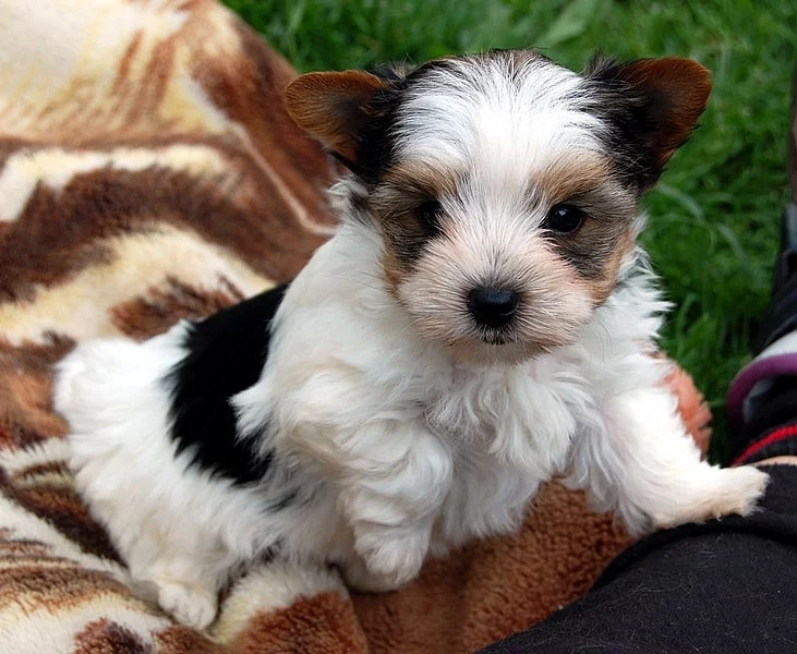 Jorkšírský teriér štěňátka