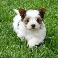 Jorkšírský teriér štěňátka