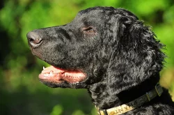 Curly coated retriever